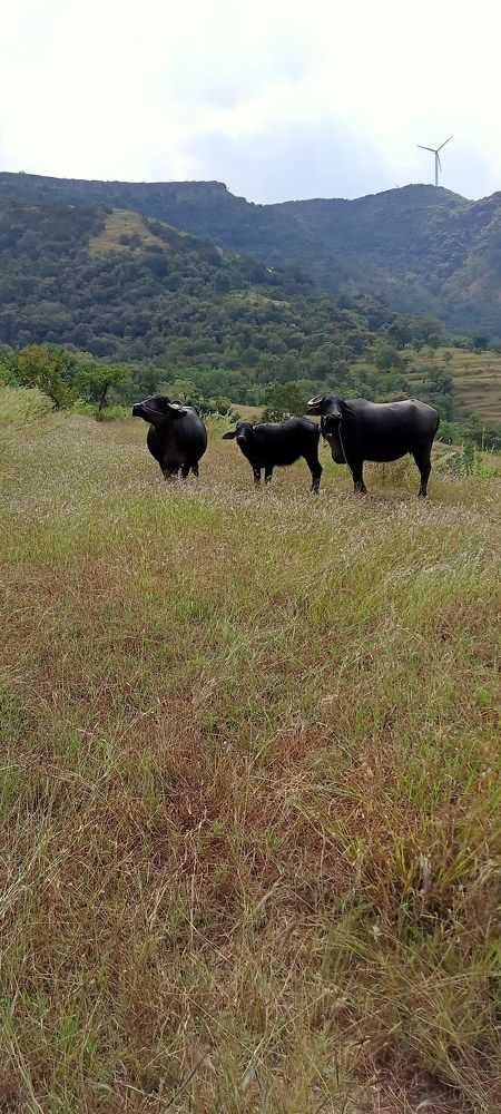 Фотография автора Ranjit pawar