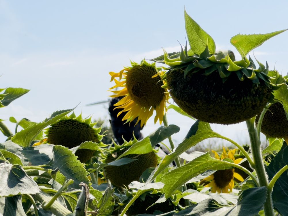Resilience in a Field of Shadows