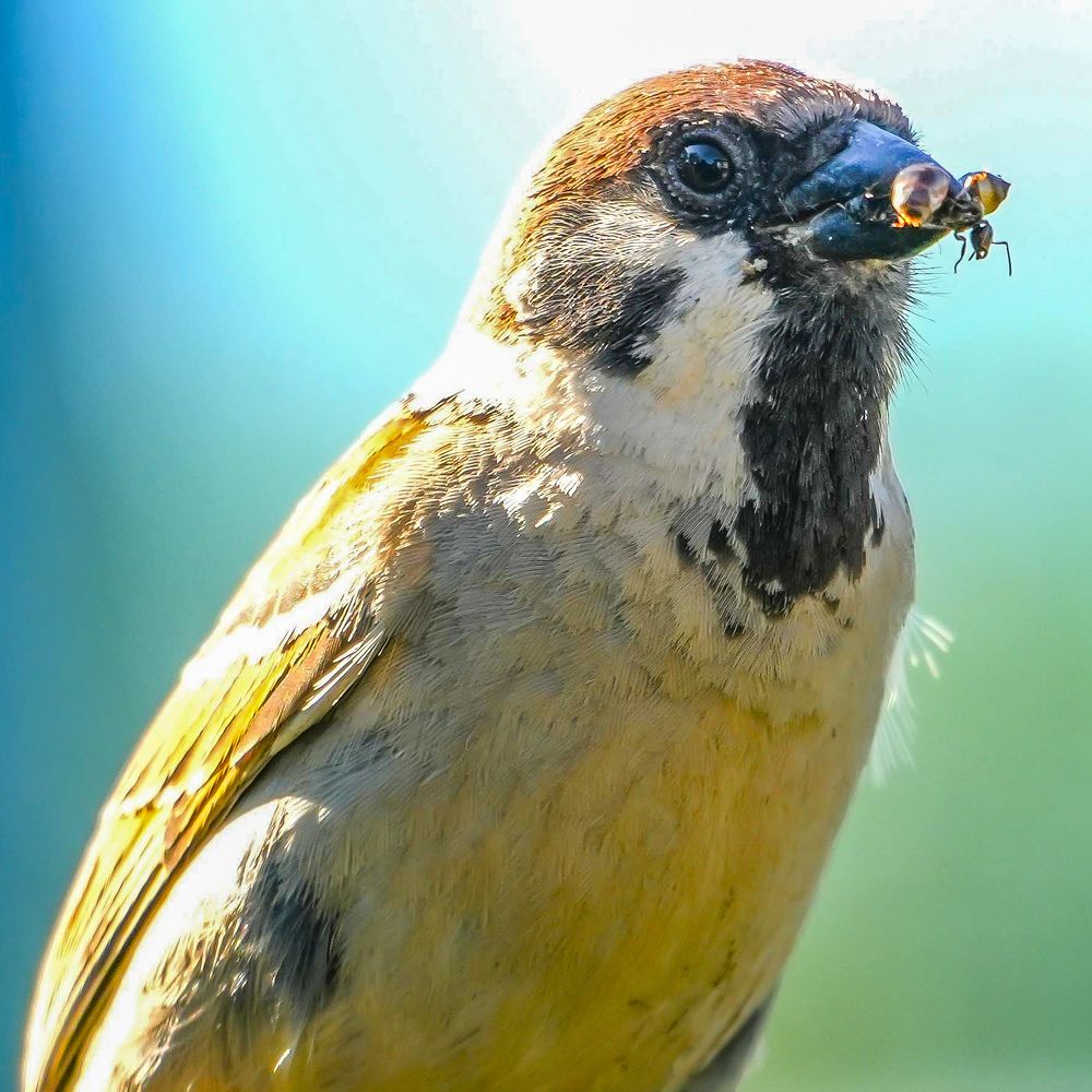 Птица с насекомым