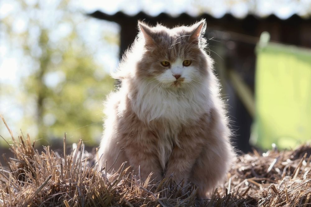 Photograph by Владимир Перминов