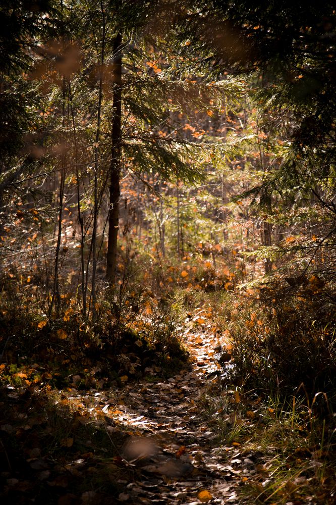 Фотография автора Станислава Гордеева