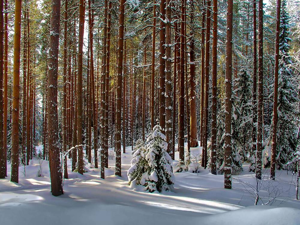 Photograph by Валентин Кузьмин