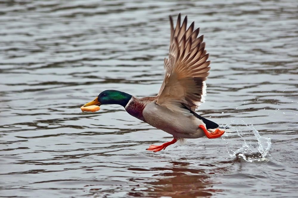 Photograph by Татьяна Бравая