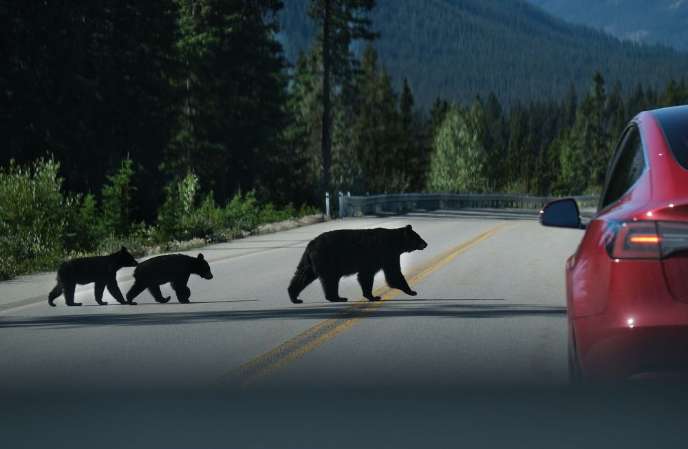 Медведица с медвежатами переходит дорогу перед машинами