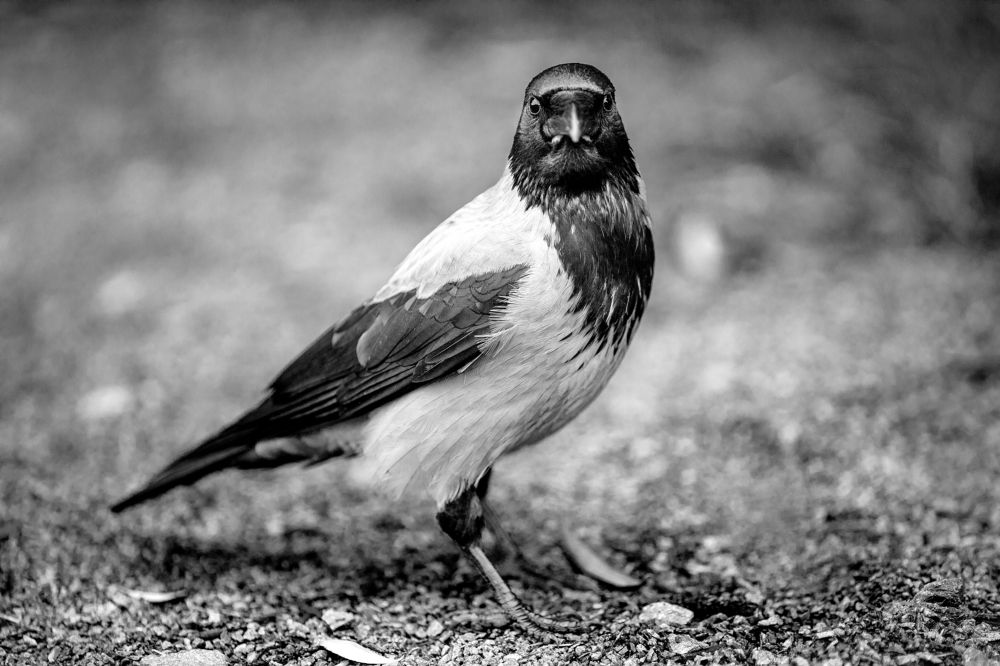 Фотография автора Станислава Гордеева