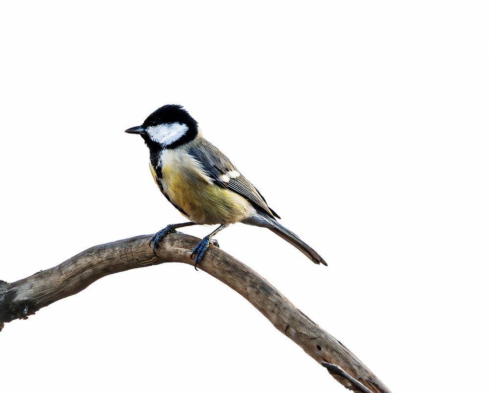 Photograph by Ali Abu Ras