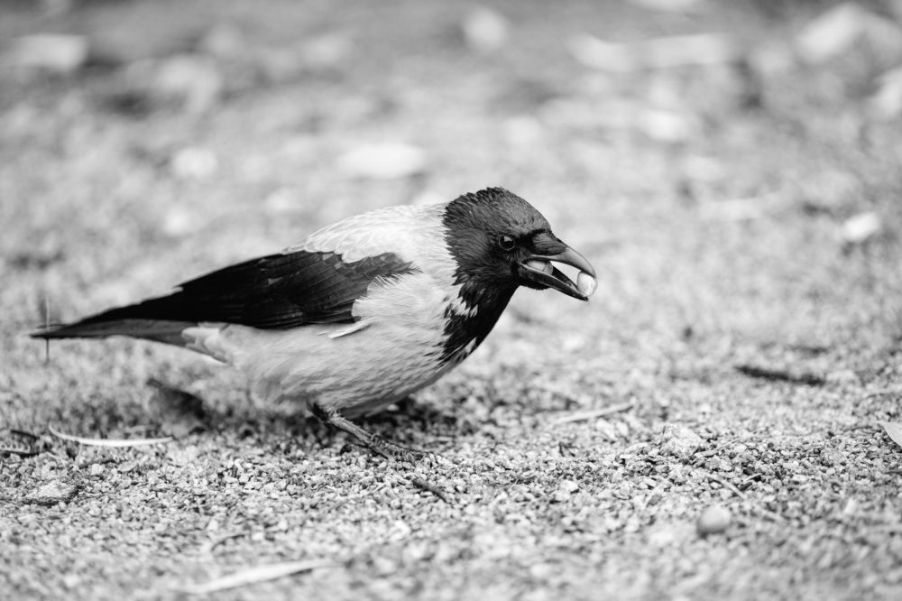 Фотография автора Станислава Гордеева