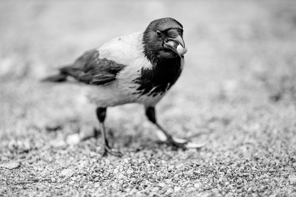 Фотография автора Станислава Гордеева