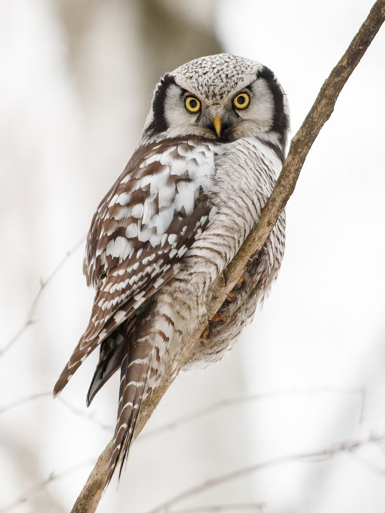 Photograph by Алексей Прокопенков