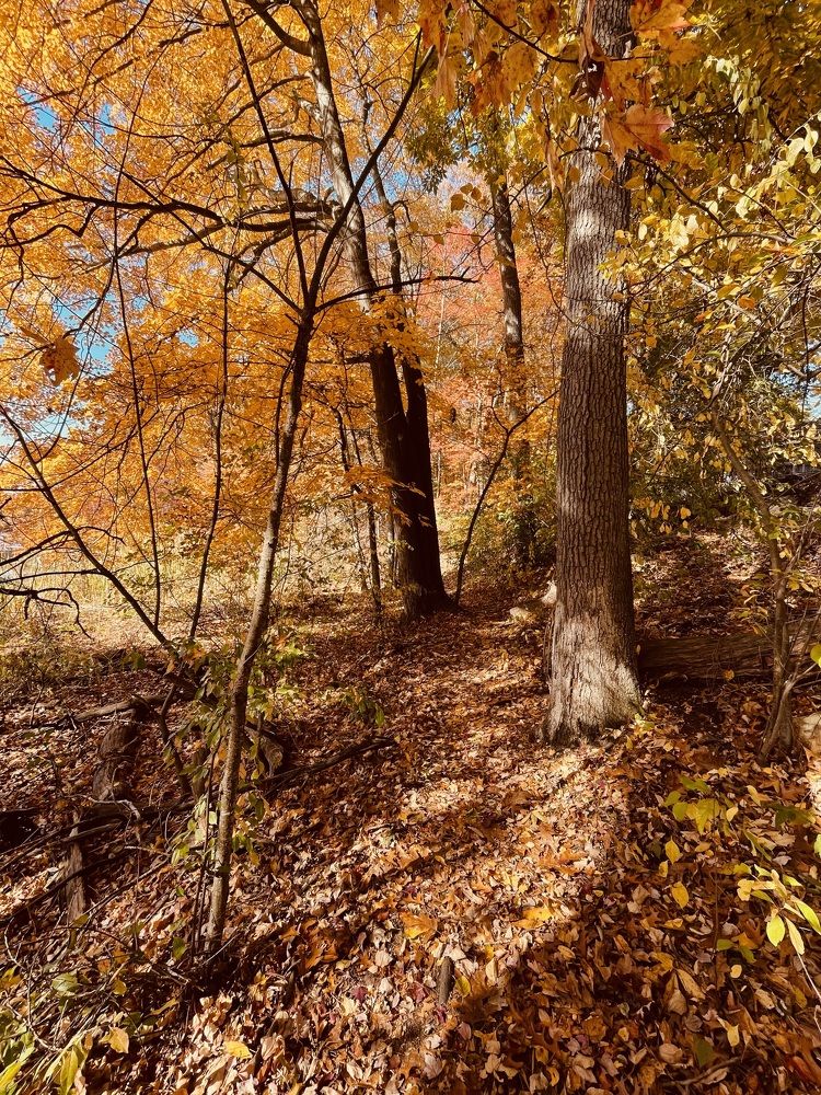 Фотография автора Olga Andriuc