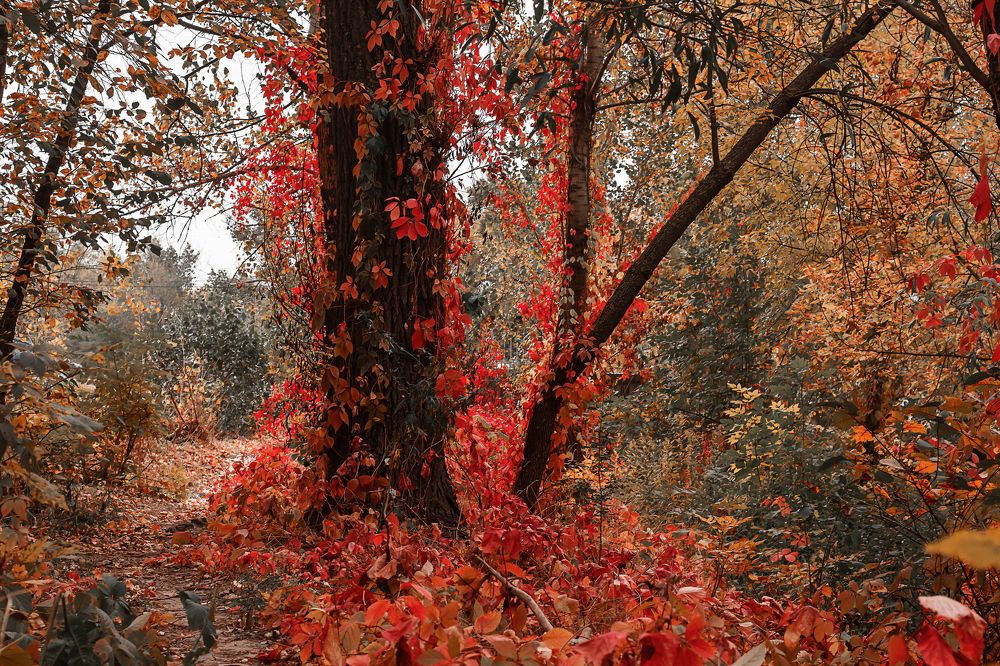 осенняя тропа