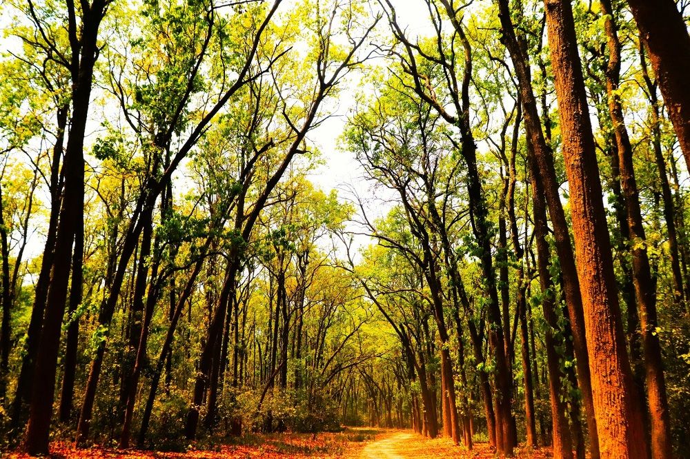 Photograph by pankaj kapoor