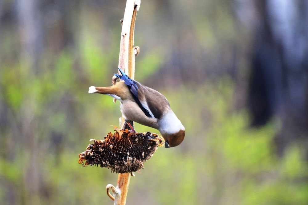 Photograph by Nadezhda