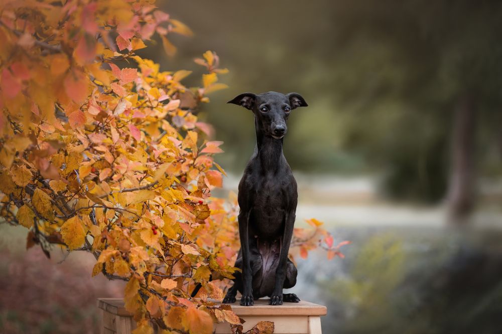 Левретка и осень