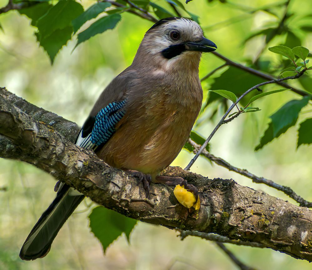 Угощение для сойки