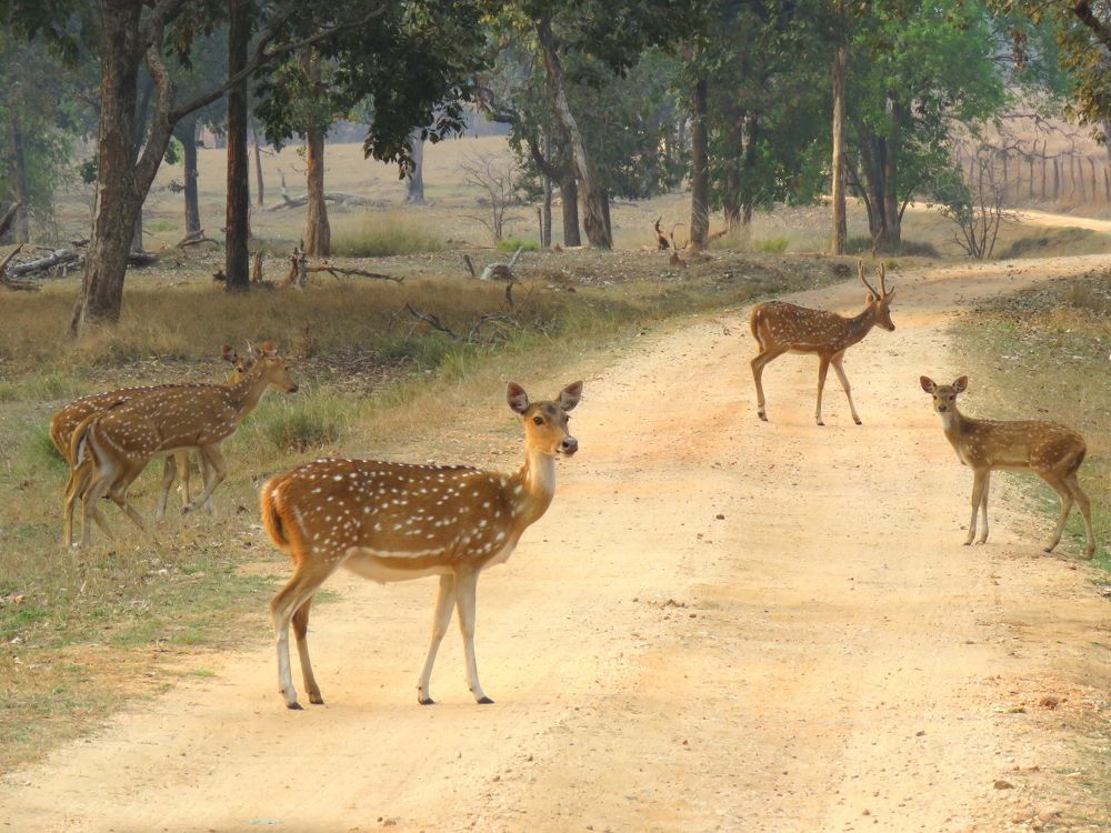 Deer take over a wild trail