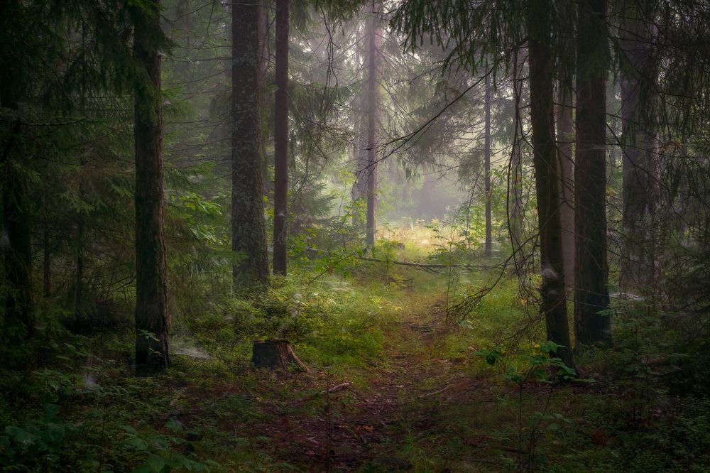 Photograph by Алексеев Дмитрий