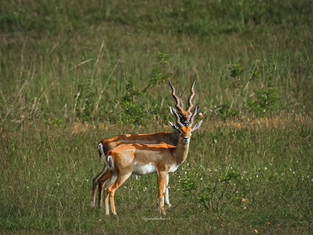 Photograph by Rajamahendran