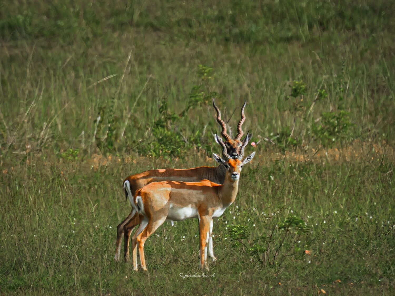 Photo #11241583