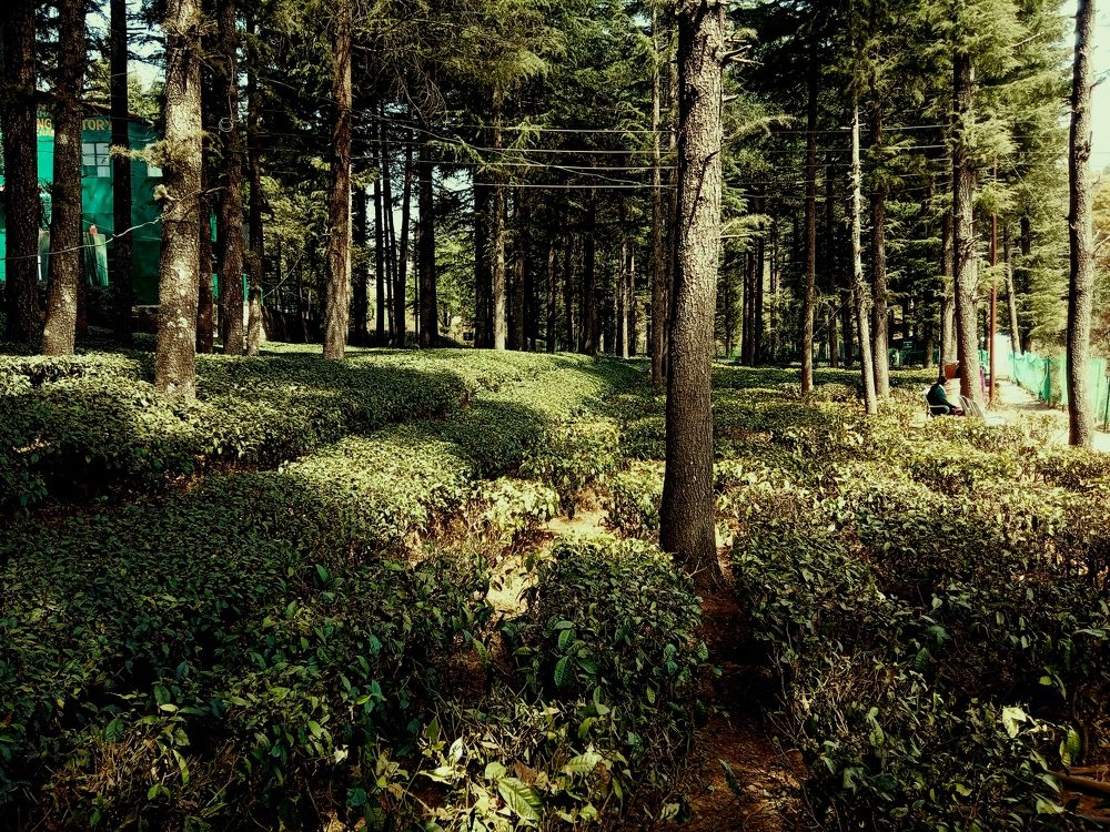 Photograph by Kapil Singh