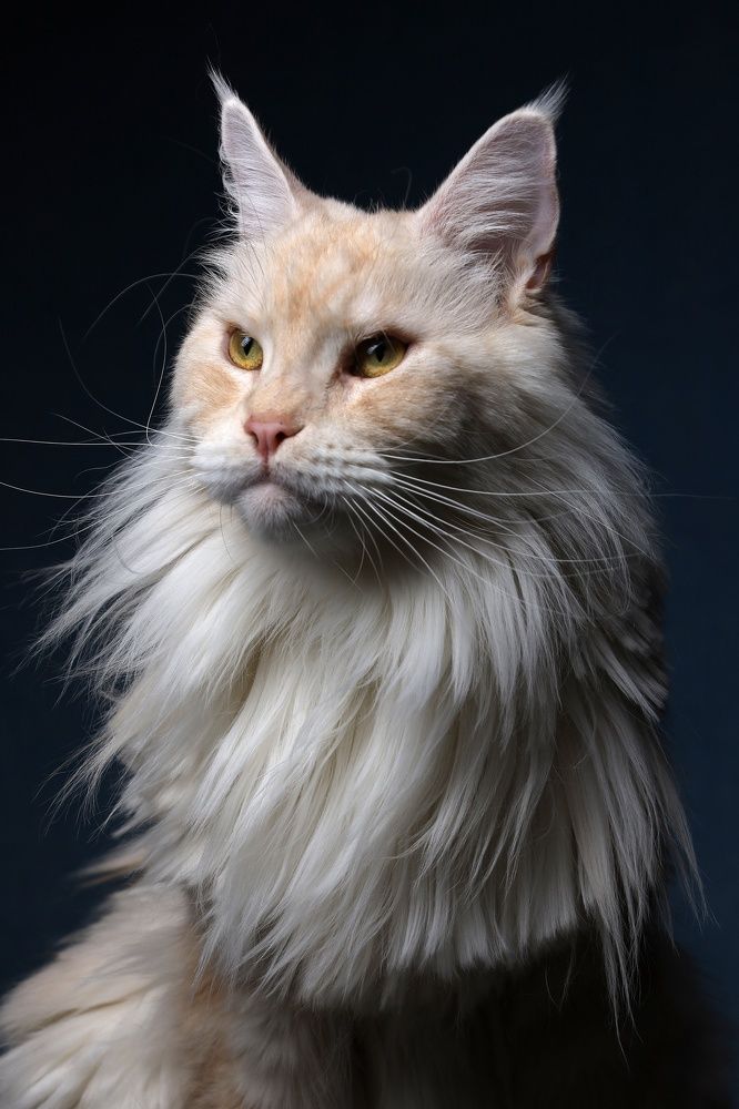 Photograph by Vladimir Grigorjev