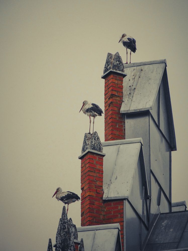 Photograph by Игорь Сухаревич