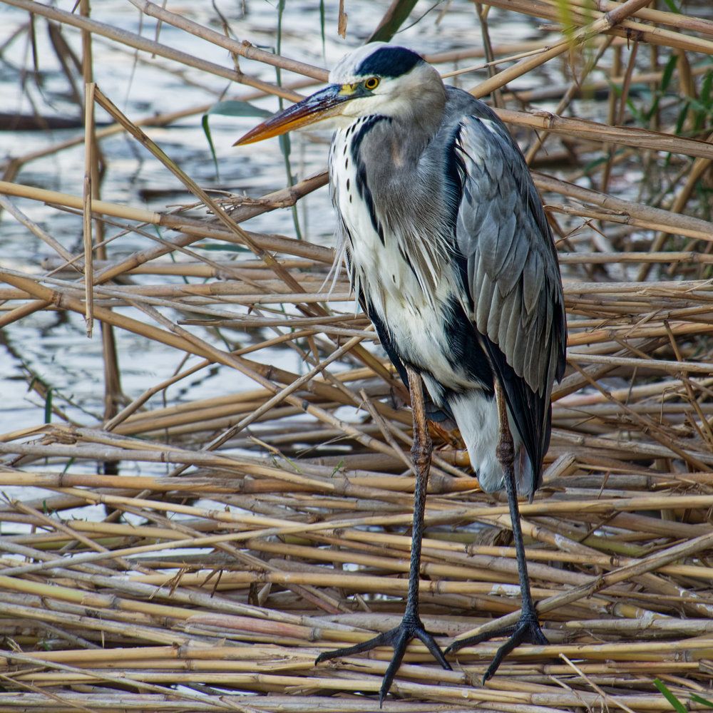 Фотография автора David Solodar