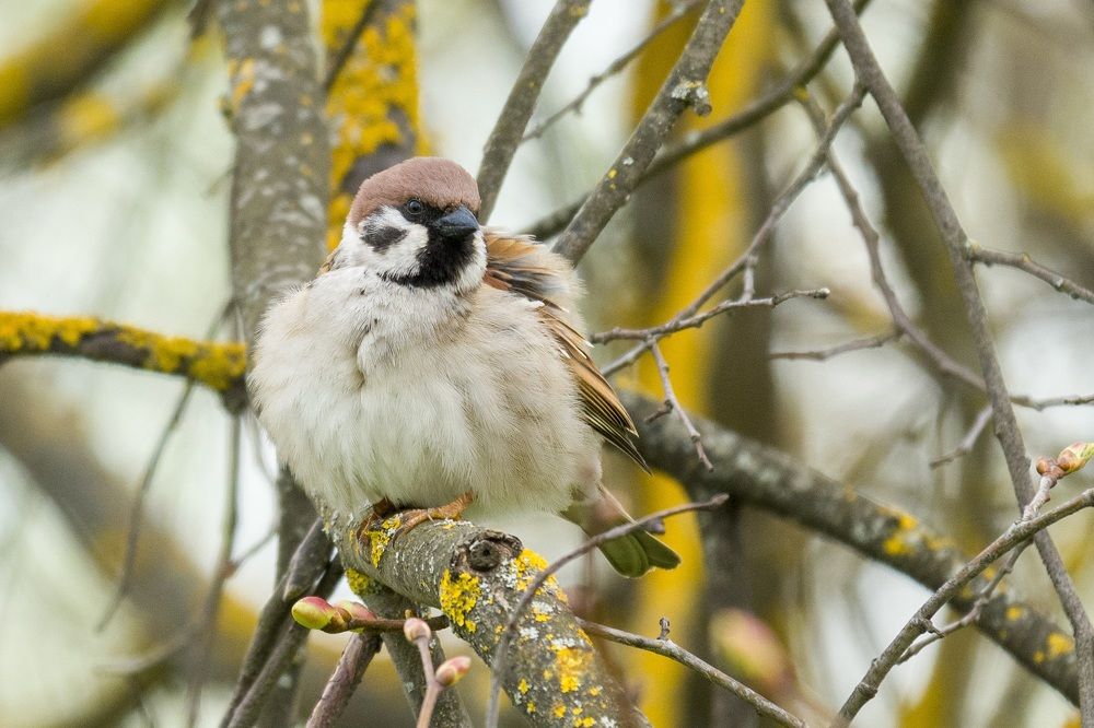 Фотография автора Irina Linina