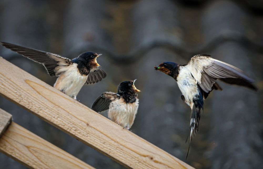 Photograph by Eva Wiedemann