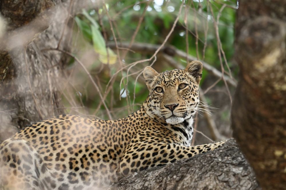 Photograph by Frank Rozestraten