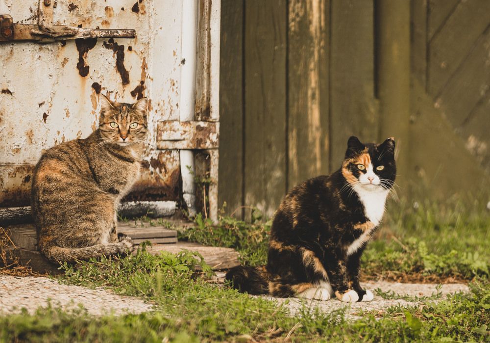 Photograph by ИРЕНА Цурпал