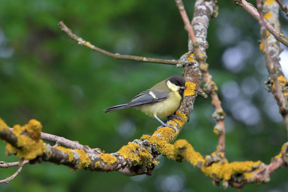 Фотография автора Светлана