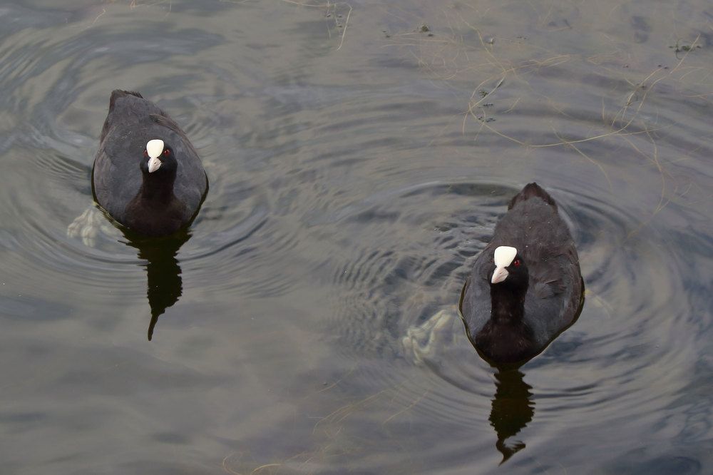 Фотография автора Светлана