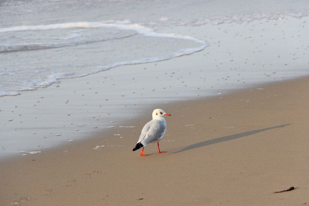 Фотография автора Светлана