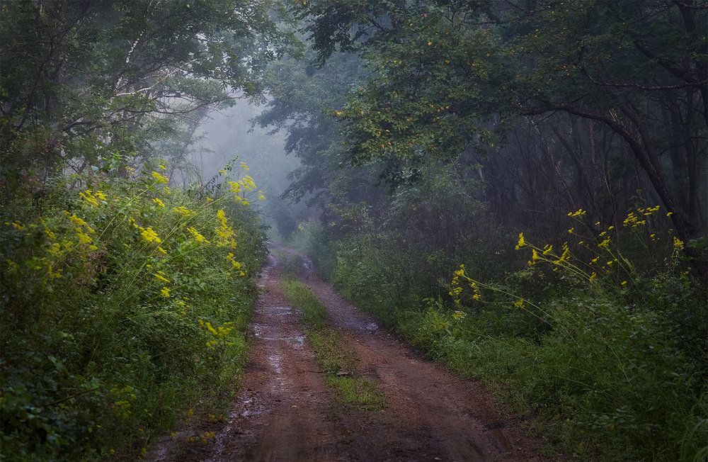 в лес, за туманами..