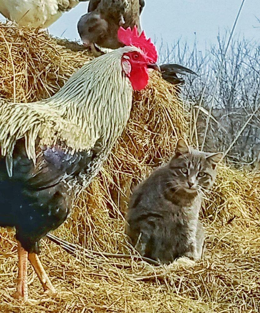 Фотография автора Светлана Анатольевна Чернышова