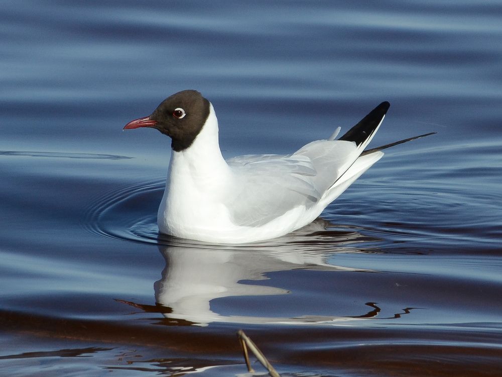 Photograph by Игорь Блинов