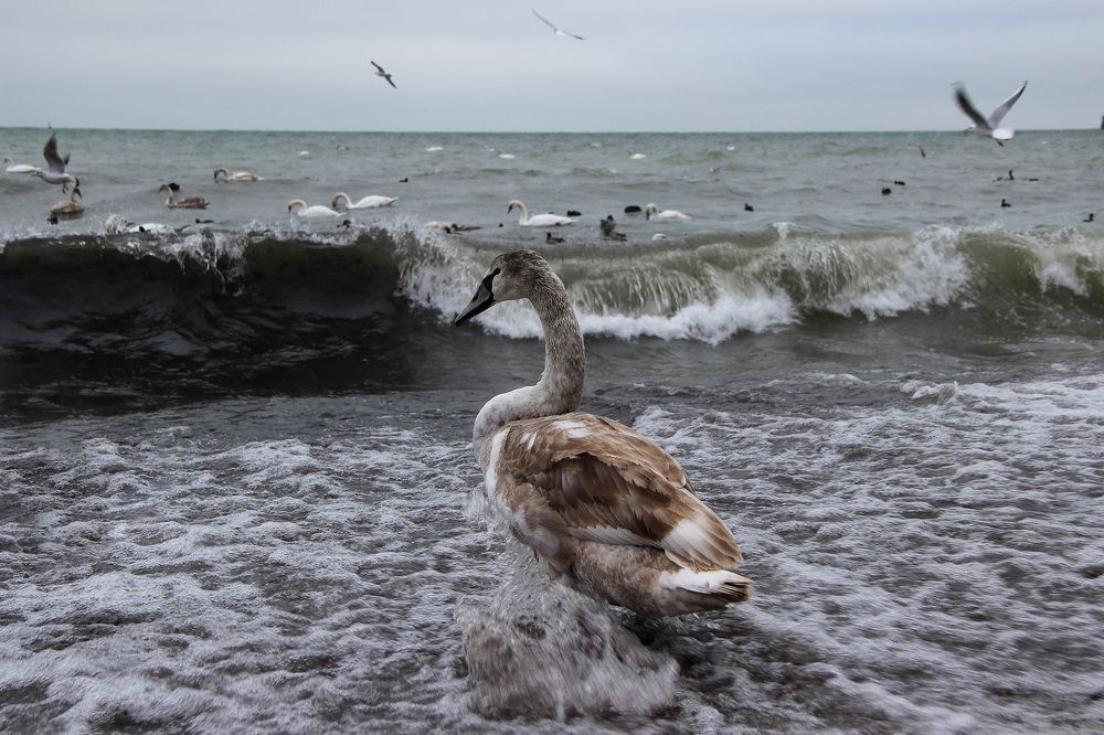 В пучине вод