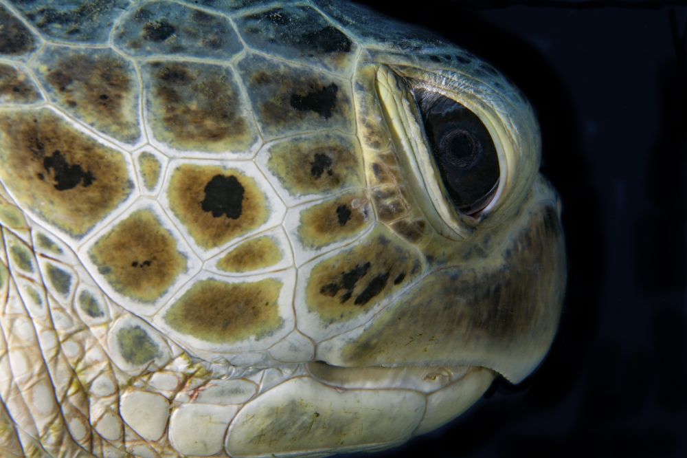 Photograph by Юрий Перевозников