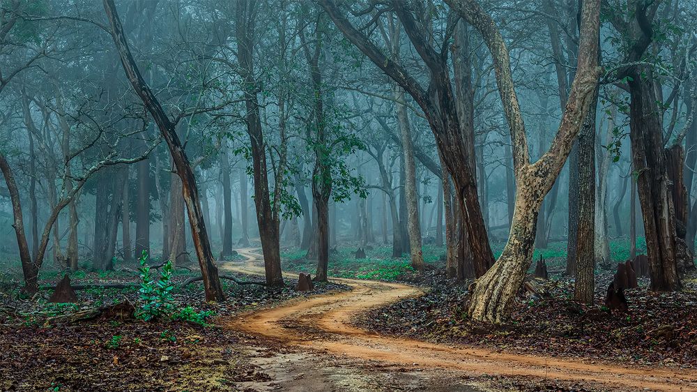 Photograph by ashok manjanath