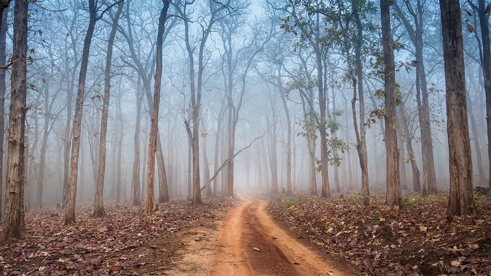 Photograph by ashok manjanath