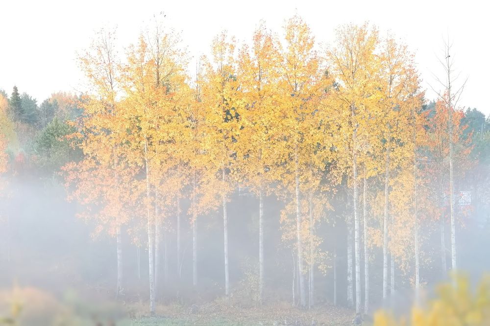 Photograph by Ольга Одаренко