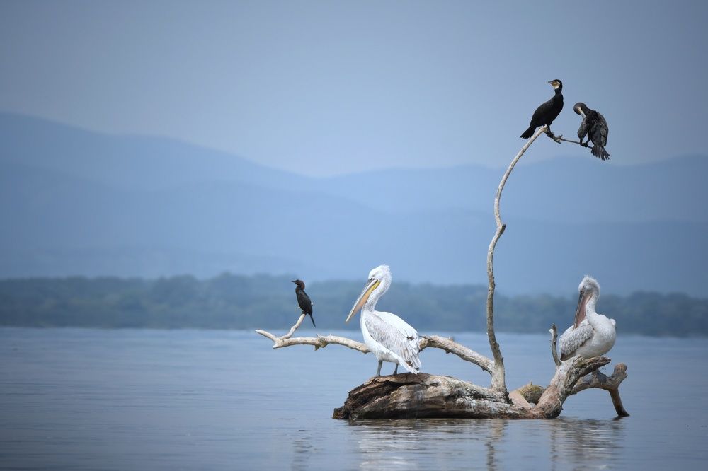 Фотография автора Герчев Николай