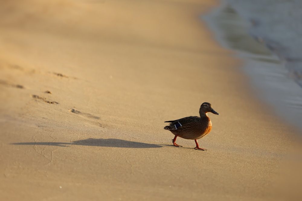 Photograph by Ольга Одаренко