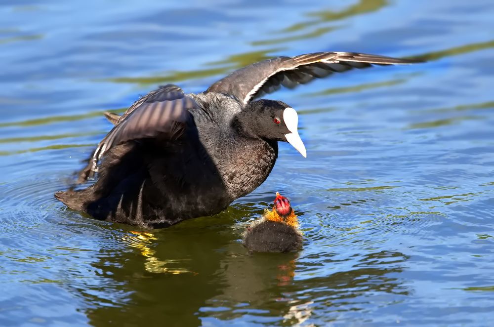 Photograph by Ольга Одаренко