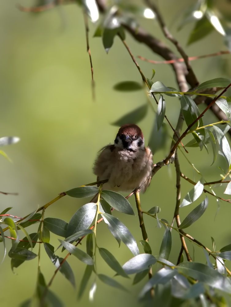 Photograph by Ольга Одаренко