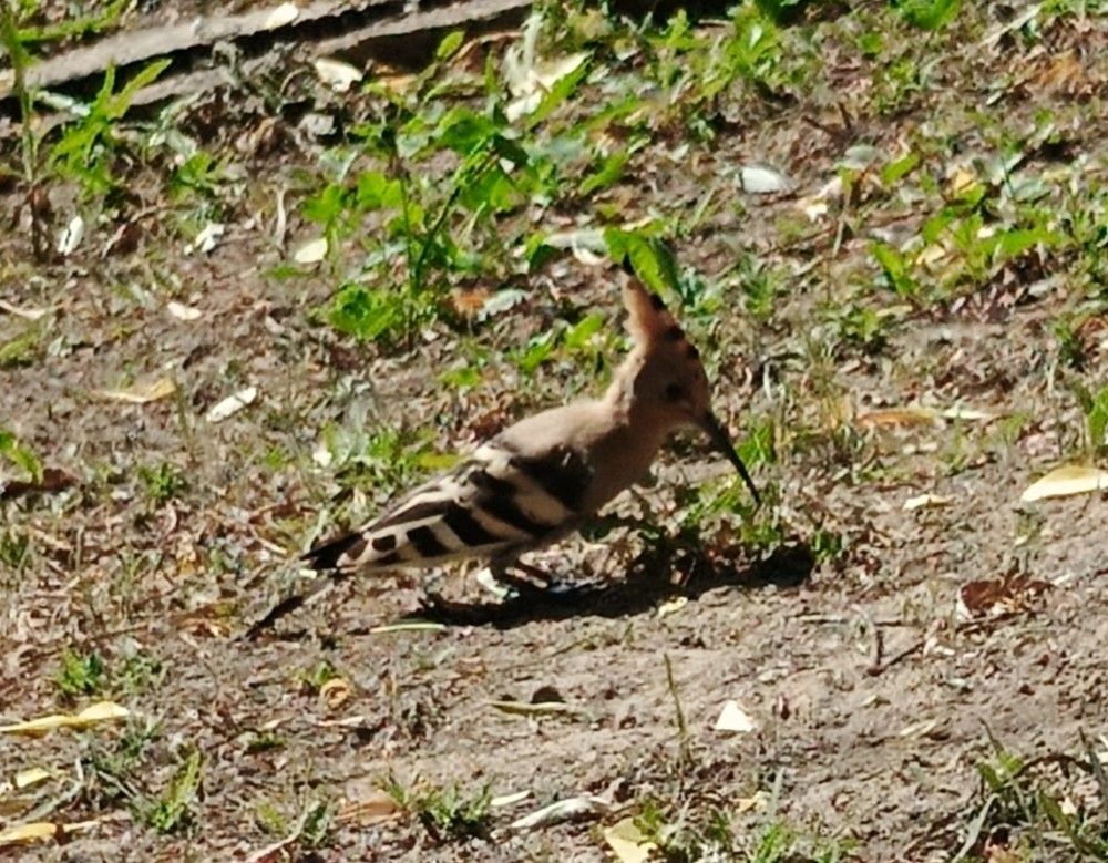 Фотография автора Елена Александрова