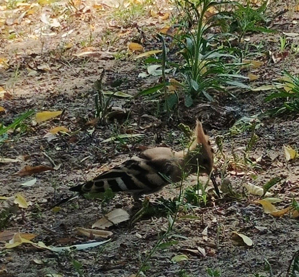 Фотография автора Елена Александрова