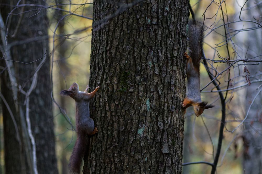 Много белок не бывает
