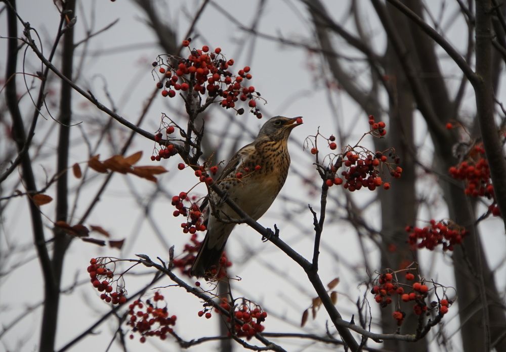 Photograph by сергей мишаков